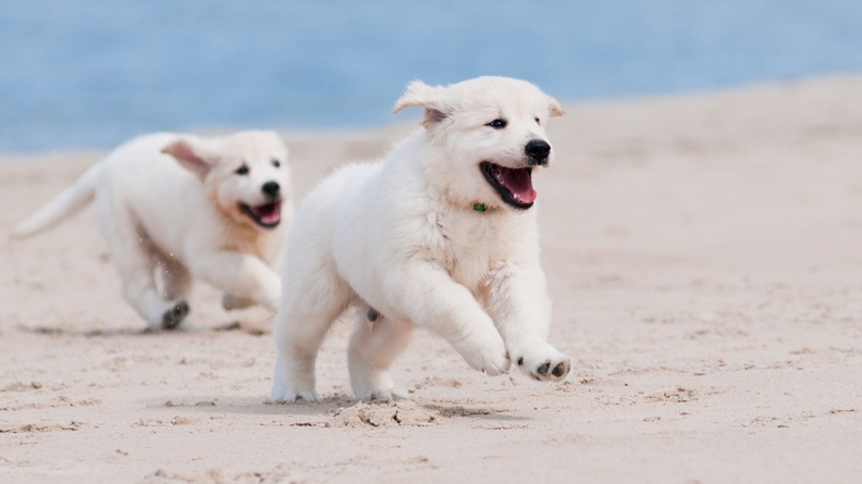 Dog puppy white pet-Animal Photos HD Wallpaper Wallpaper 2560x1600[10wallpaper.com]